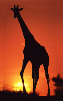 Giraffe (Giraffa camelopardalis) silhouetted at Sunset by Danita Delimont