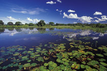 Waterways in Pantanal von Danita Delimont