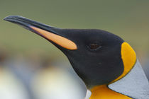 King penguin (Aptenodytes patagonicus) head detail von Danita Delimont