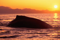 Humpback whale at sunset von Danita Delimont