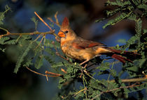 Northern cardinal (female) by Danita Delimont