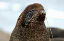 Northern fur seal by Danita Delimont