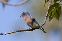 USA - California - San Diego County - male Western Bluebird by Danita Delimont