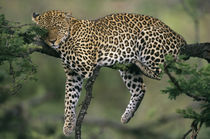 Adult female leopard resting in an acacia tree von Danita Delimont