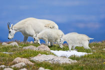 Close-up of female mountain goat with two kids walking on ridge by Danita Delimont