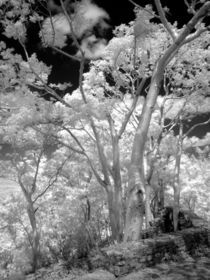 Infra red of trees buildings and trails in Las Terrazas nature reserve in Cuba by Danita Delimont