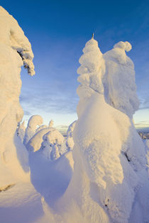 Snowghosts at sunset at Whitefish Mountain Resort in Montana by Danita Delimont