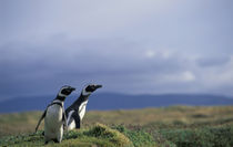 Magellanic penguins (Spheniscus magellanicus) by Danita Delimont
