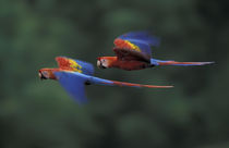 Scarlet macaws (Ara macao) flying by Danita Delimont