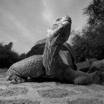 Flash portait of Giant Tortoise (Geochelone elephantopus) in enclosure at Darwin Research Station von Danita Delimont