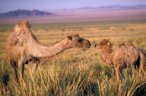 Camel; bactrian (Camelus bactrianus); wild by Danita Delimont