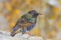 Close-up of European starling bird standing on log by Danita Delimont