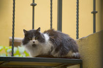 Cat waiting on steps von Danita Delimont