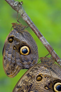Sammamish Washington Tropical Butterflies photograph of Caligo memnon the Giant Owl Butterfly von Danita Delimont