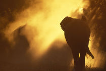 Elephant herd (Loxodonta africana) raises cloud of dust along Chobe River at sunset by Danita Delimont