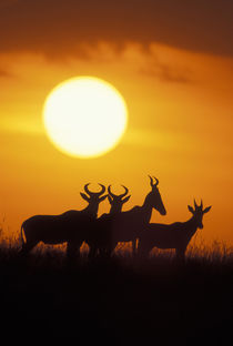 Topi antelope (Alcelaphus buselaphus) silhouetted at sunrise by Danita Delimont