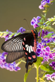 Papilio polytes romulus von Danita Delimont