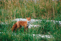 Red Fox Hunting von Danita Delimont