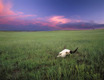 Buffalo Skull in Prairie Grass near Medora North Dakota by Danita Delimont