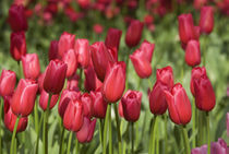 5 million tulips in 100 varieties by Danita Delimont