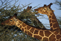 Reticulated Giraffe herd (Giraffa camelopardalis) feeding on acacia at sunset von Danita Delimont
