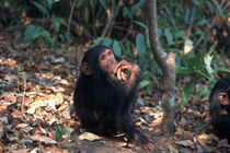 Infant Chimpanzee by Danita Delimont