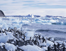 Antarctic Peninsula von Danita Delimont