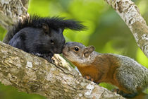Both color phases of red-bellied squirrels interacting by Danita Delimont