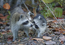 Young raccoon kissing adult by Danita Delimont