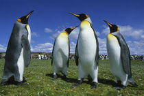 Falkland Islands von Danita Delimont
