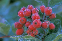 Rainier National Park; Elderberries covered in morning dew von Danita Delimont