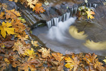 Fallen maple leaves and stream eddy by Danita Delimont