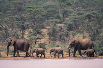 African Elephants von Danita Delimont