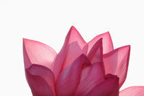 Lotus flower [Nelumbio speciosum] in full bloom by Danita Delimont