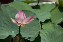 Pink lotus flower by Danita Delimont