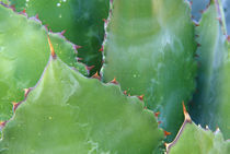 Agave (Agave shawii) by Danita Delimont