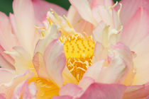 Lotus with ruffled petals by Danita Delimont