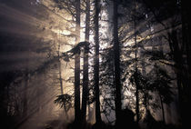 Sun rays through trees von Danita Delimont