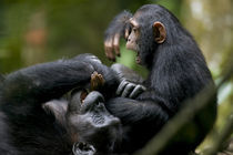 Juvenile Chimpanzee (Pan troglodytes) playing with adult in rainforest clearing by Danita Delimont