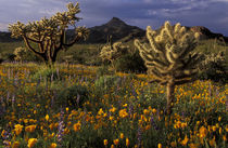 Chollas with meadow of desert poppies and lupines by Danita Delimont