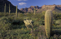 Saguaro cacti and cholla with Ajo Mountains by Danita Delimont