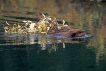 Beaver collecting willows by Danita Delimont