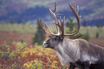 Caribou in fall tundra by Danita Delimont