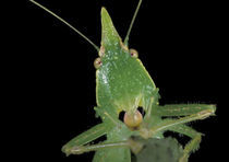 Green katydid (family Tettigonidae) by Danita Delimont