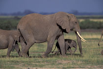 African Elephant von Danita Delimont