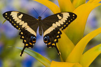 Washington Tropical Butterfly Photograph of Papilio ophidicephalus the Emperor Swallowtail from Africa by Danita Delimont