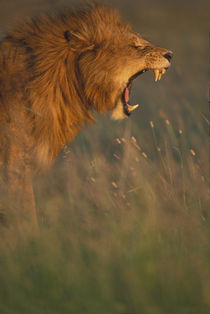 Adult male Lion (Panthera leo) bares teeth while yawning in tall grass on savanna at dawn by Danita Delimont