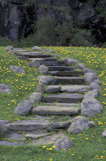 Stone stairway and dandelions by Danita Delimont