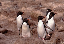 These five Rockhopper Penguins (Eudyptes chrysocome) were in the Falkland Islands von Danita Delimont