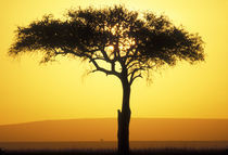Rising sun silhouettes lone acacia tree on savanna at dawn by Danita Delimont